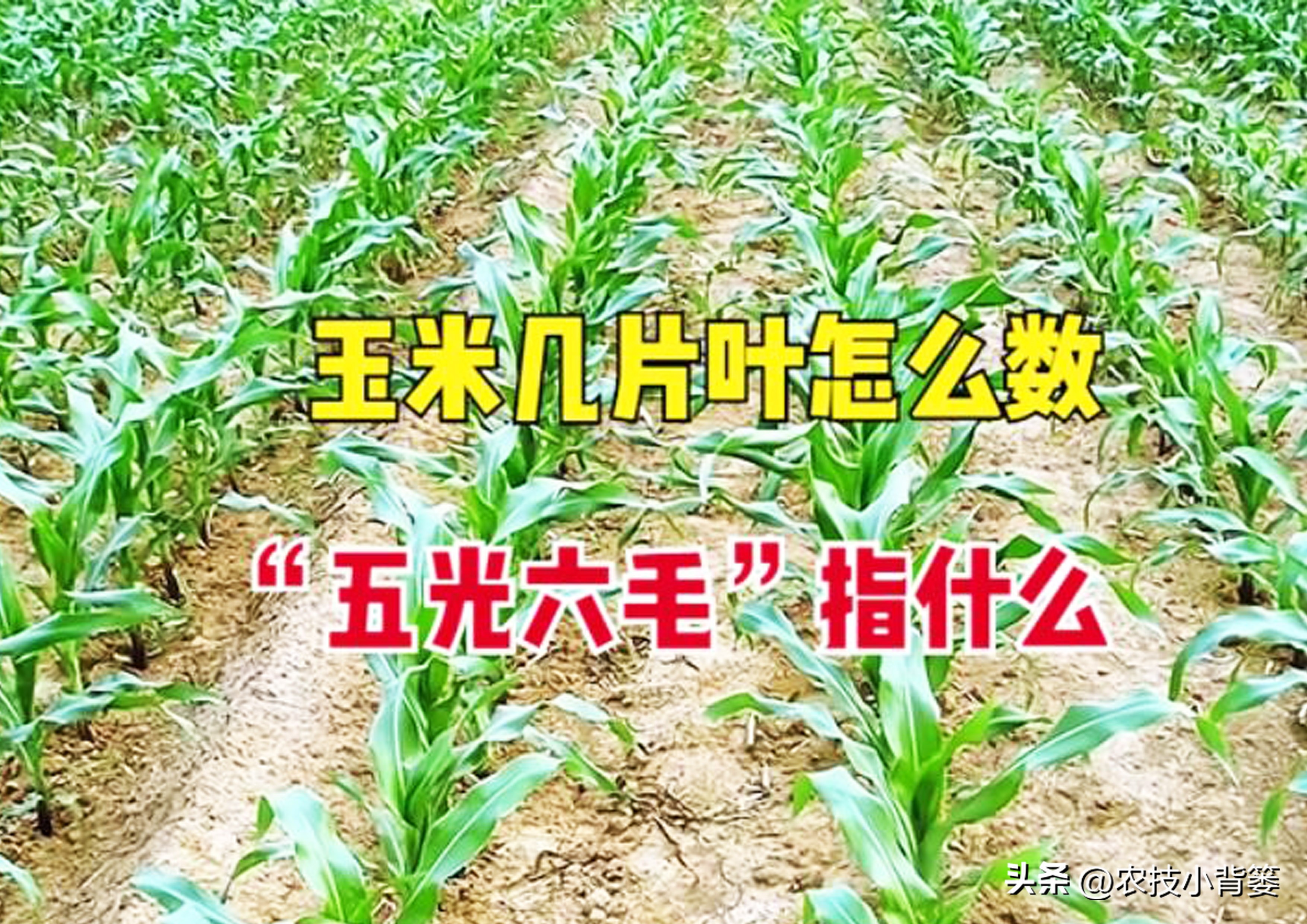 玉米管理几个关键时候,玉米的田间管理技术分哪三个时期