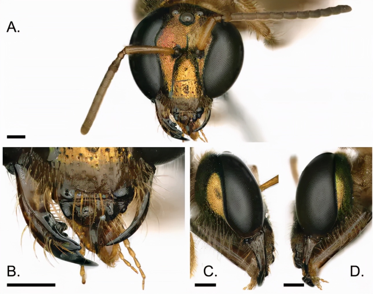 珍稀蝴蝶标本阴阳蝶,雌雄阴阳蝶图片