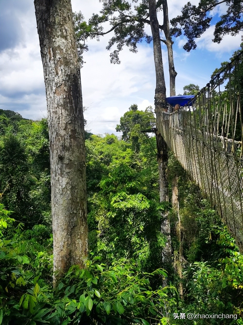 神奇物种的视频,神奇物种绿孔雀