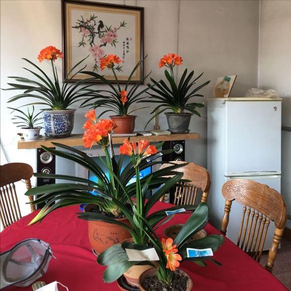 5种花“旺家宅”，家里养一盆，长寿又吉利，后代也受益