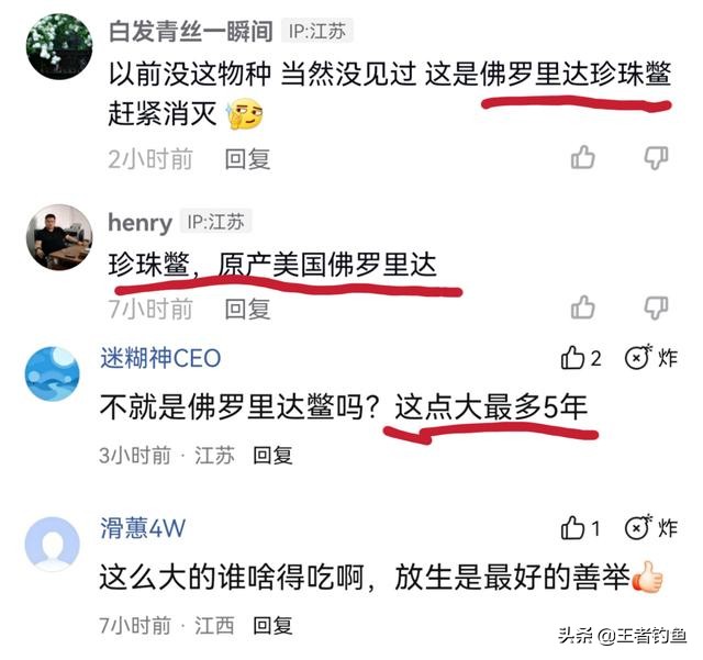 村民捕获超大只甲鱼将其放生,荆州渔民捕获巨大甲鱼