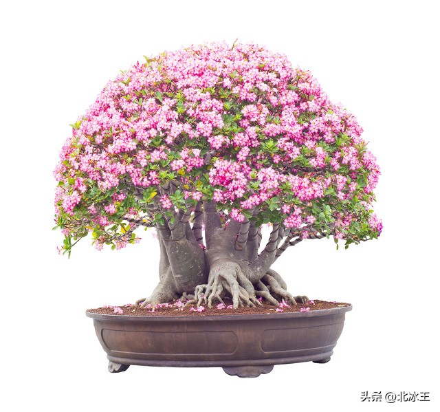 5度花草会冻死吗,5度以下不可露养的多肉