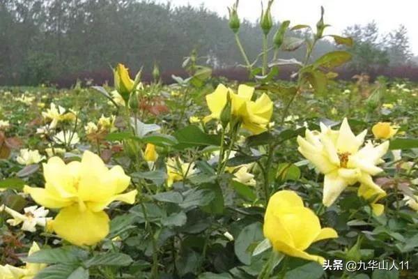 常见切花品种月季图片,丰花勤花爬藤月季品种有哪些