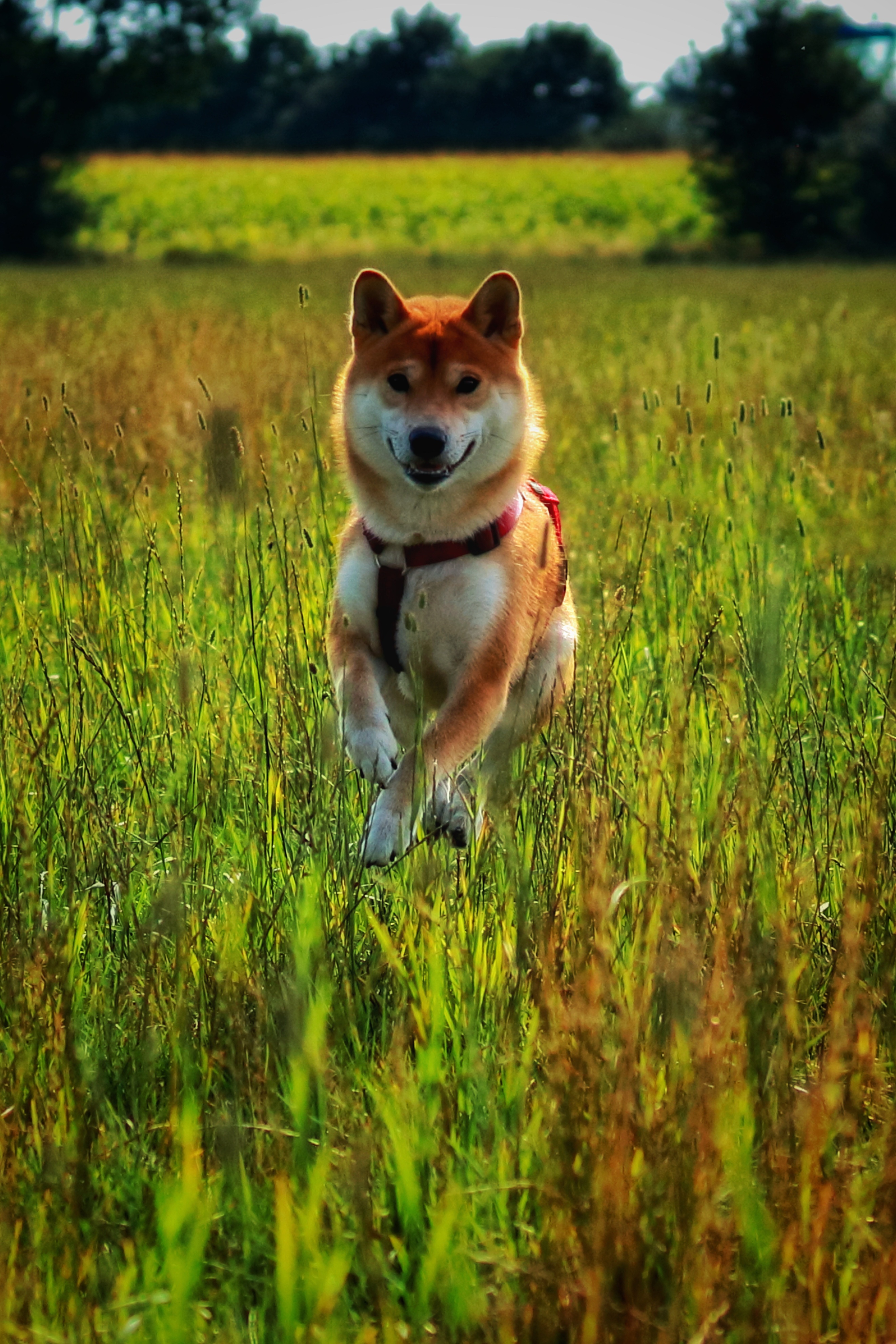 宠物狗饲养基地在哪里,饲养宠物狗狗的一些常识