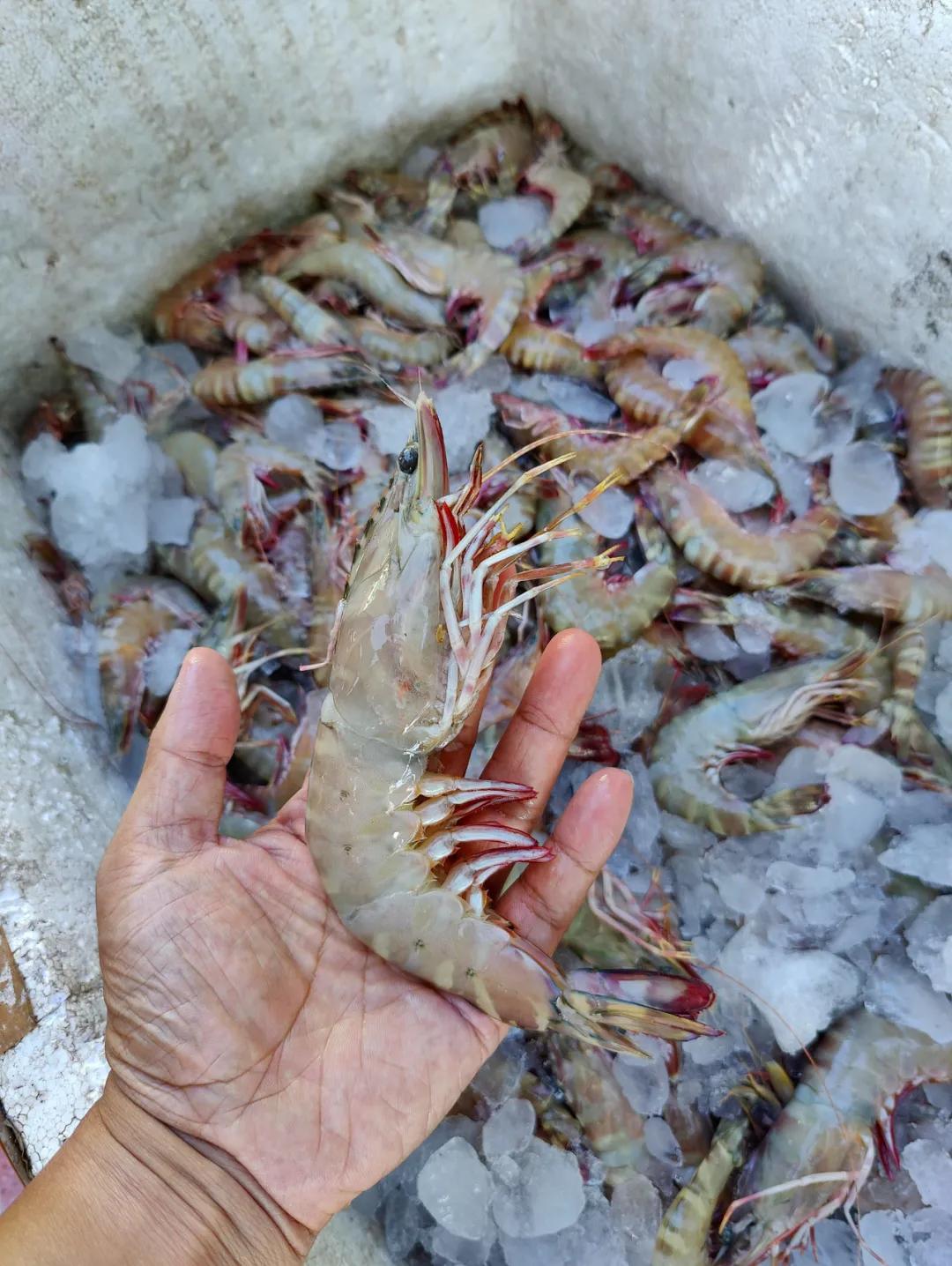 集中营六记,集中营逃亡7年