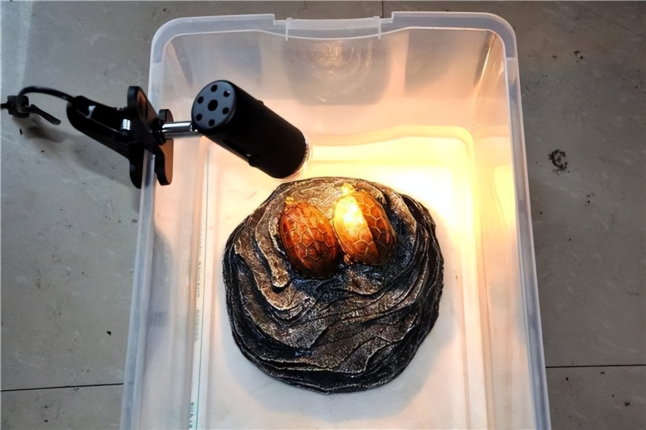 乌龟晒背灯对植物有作用吗,乌龟晒背灯有用吗费电吗