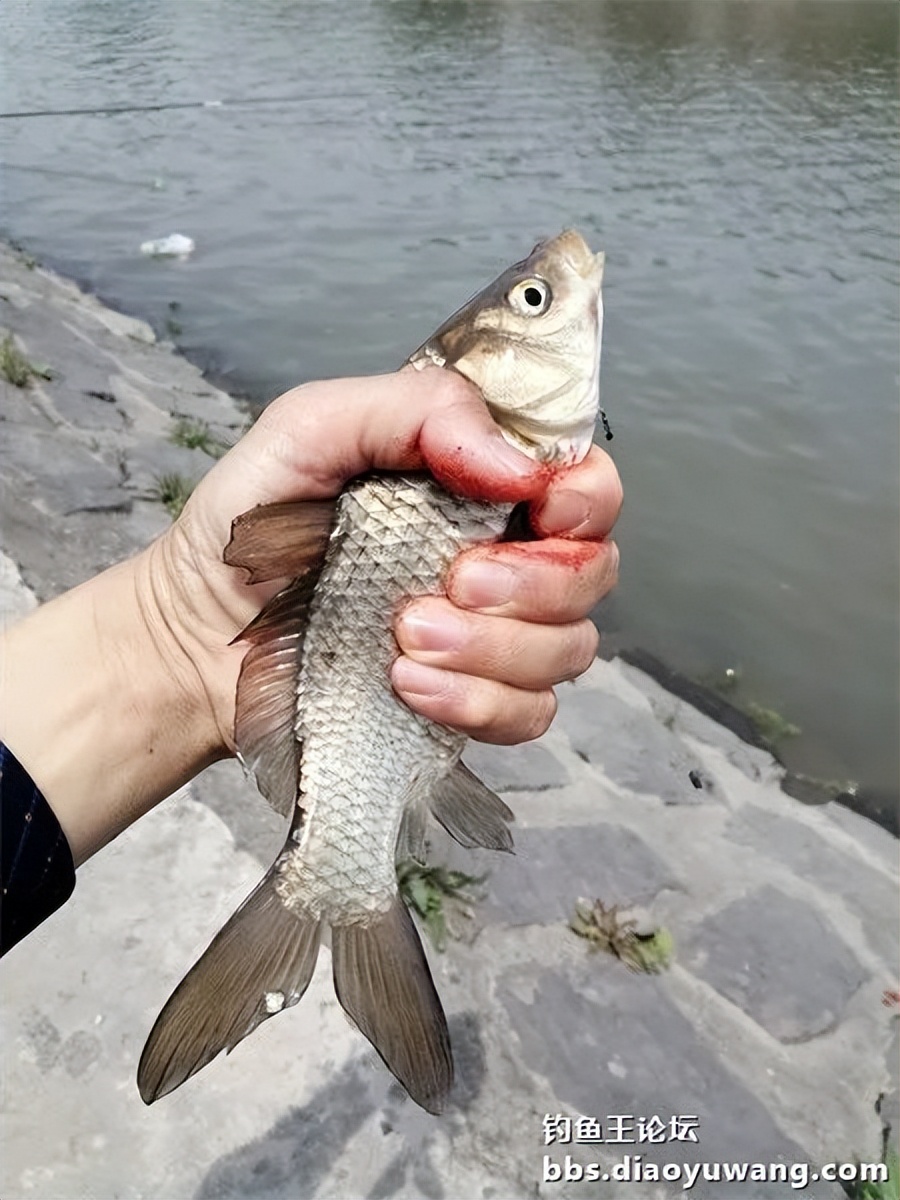 钓鱼王饵野钓破百尾