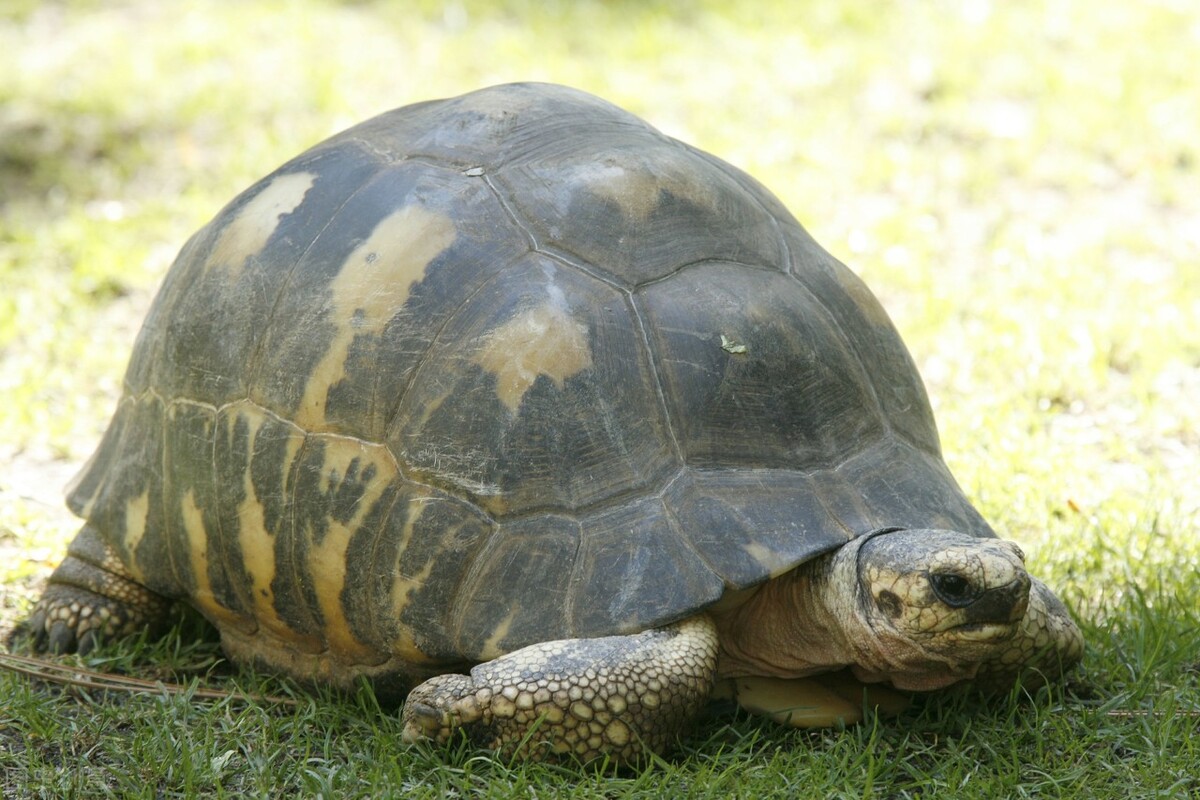 乌龟雄雌分辨,如何从龟的排泄孔分辨公母龟