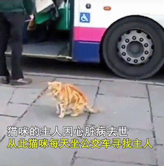 泪目！那只19岁的老猫绝食自杀了