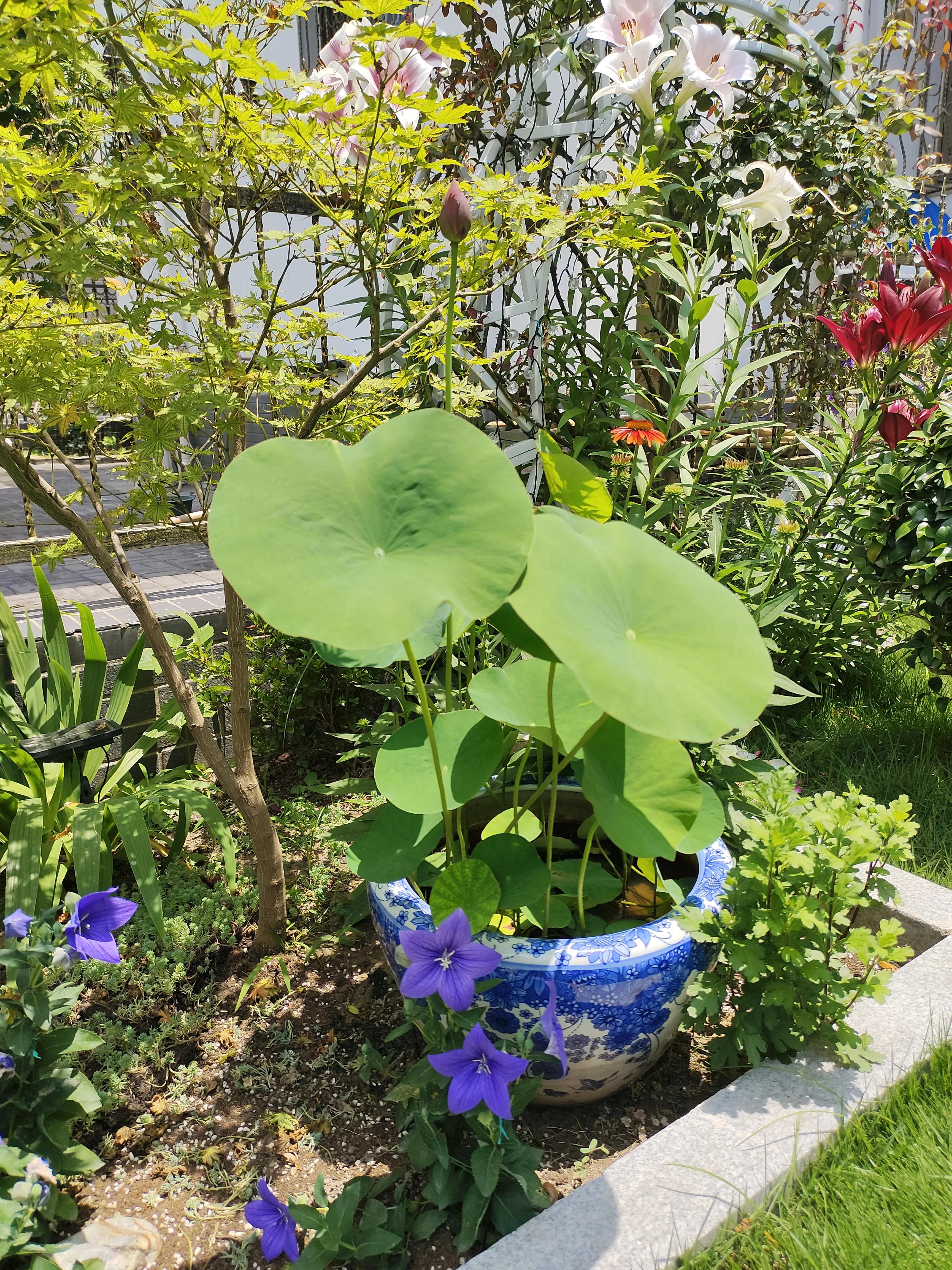 夏天，荷叶，葡萄，草坪，园子里的清凉搭配
