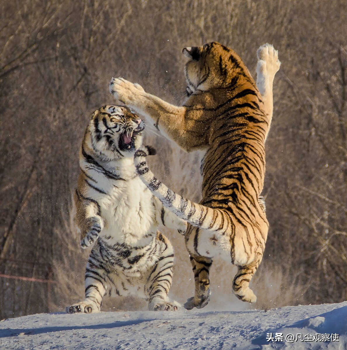 十二生肖挂件寅虎,十二生肖之寅虎