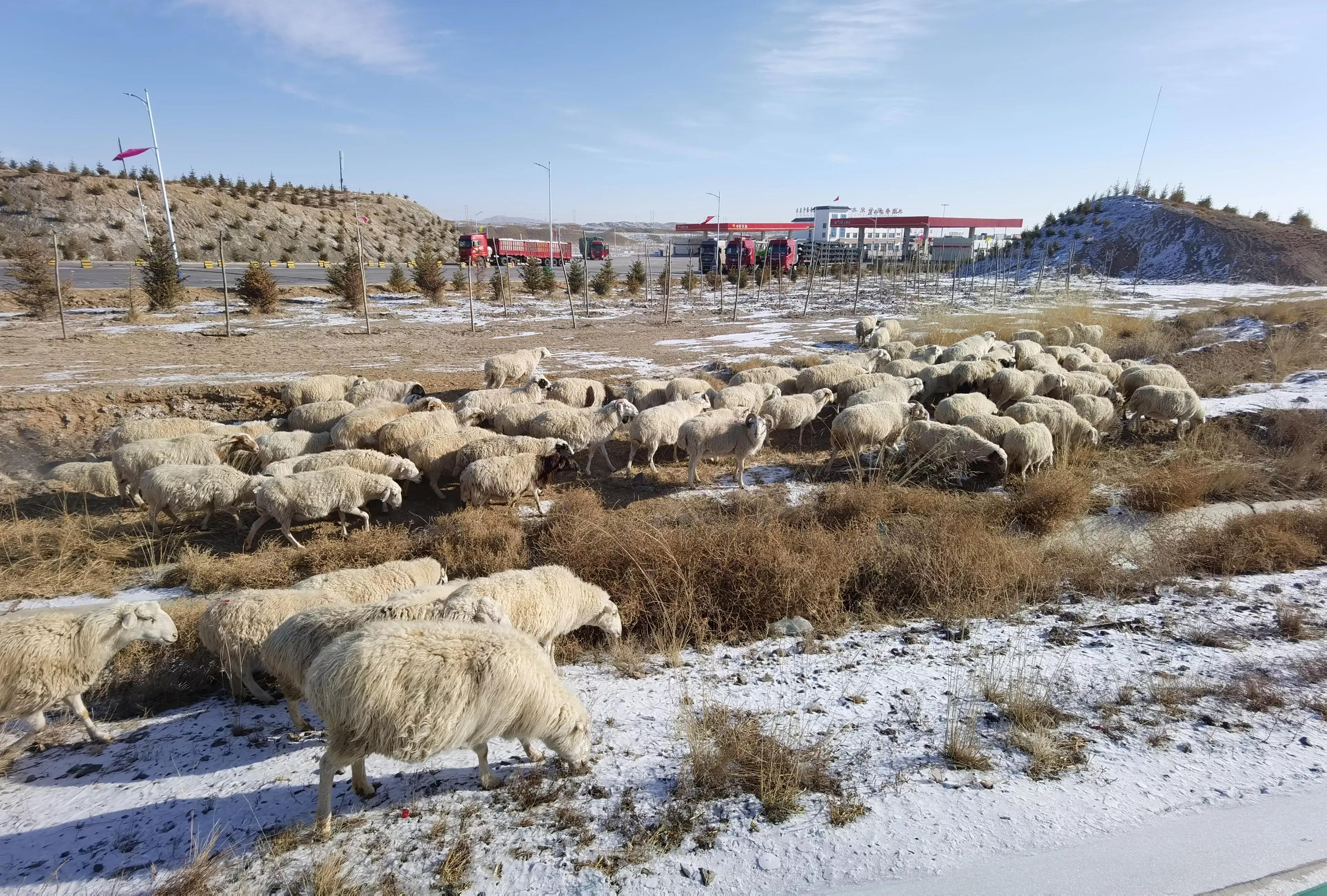 养羊不如贩羊挣钱,自己养羊卖羊肉跟卖毛羊差距大么