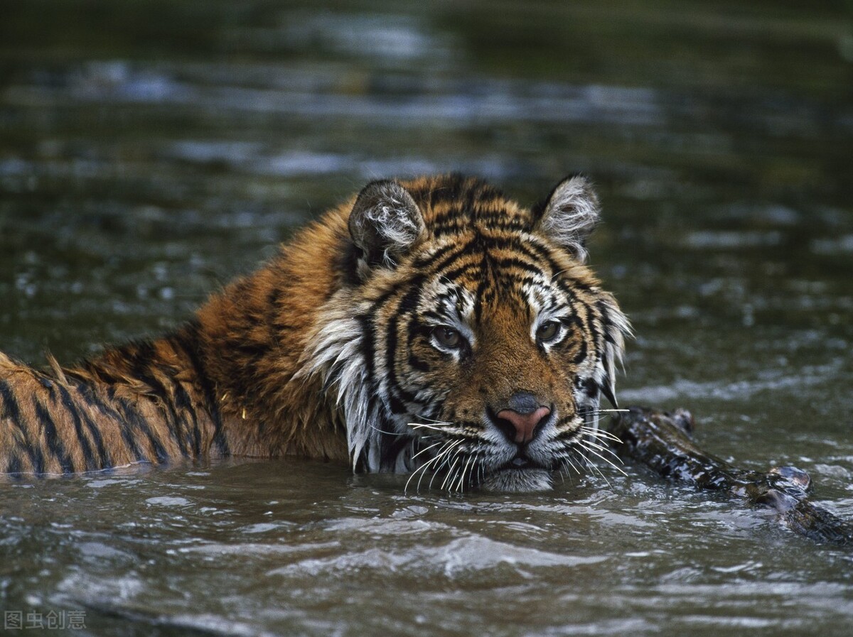 哈尔滨旅游攻略5天4晚自由行冬季,冰岛芬兰挪威三国自由行