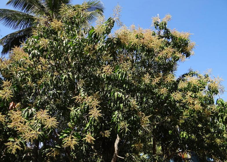 春季果园旋耕的最佳时间,果树开春能不能旋耕施肥