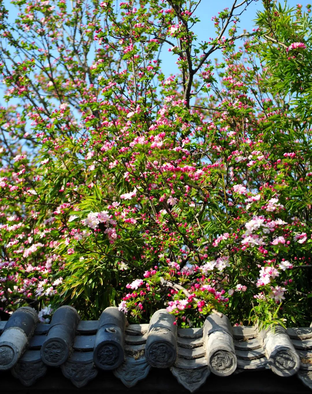 济南这个周末适合哪里赏花,济南春天赏花好去处
