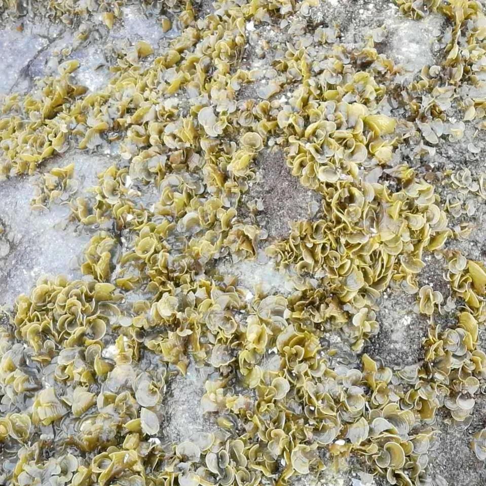 印尼蓝梦岛怎么样,印尼蓝梦岛在哪