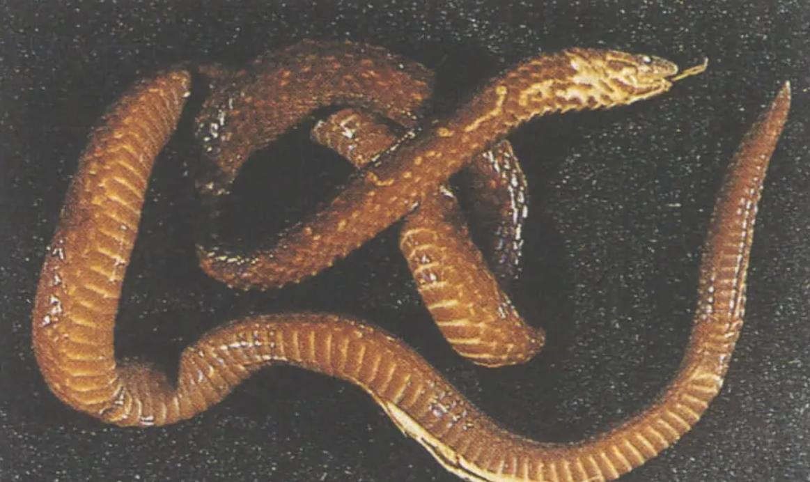 蛇类大全图鉴,蛇类大全