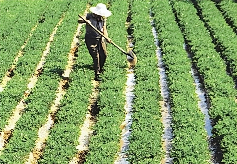 东北花生种植技术与管理方法,花育10号花生种植与管理