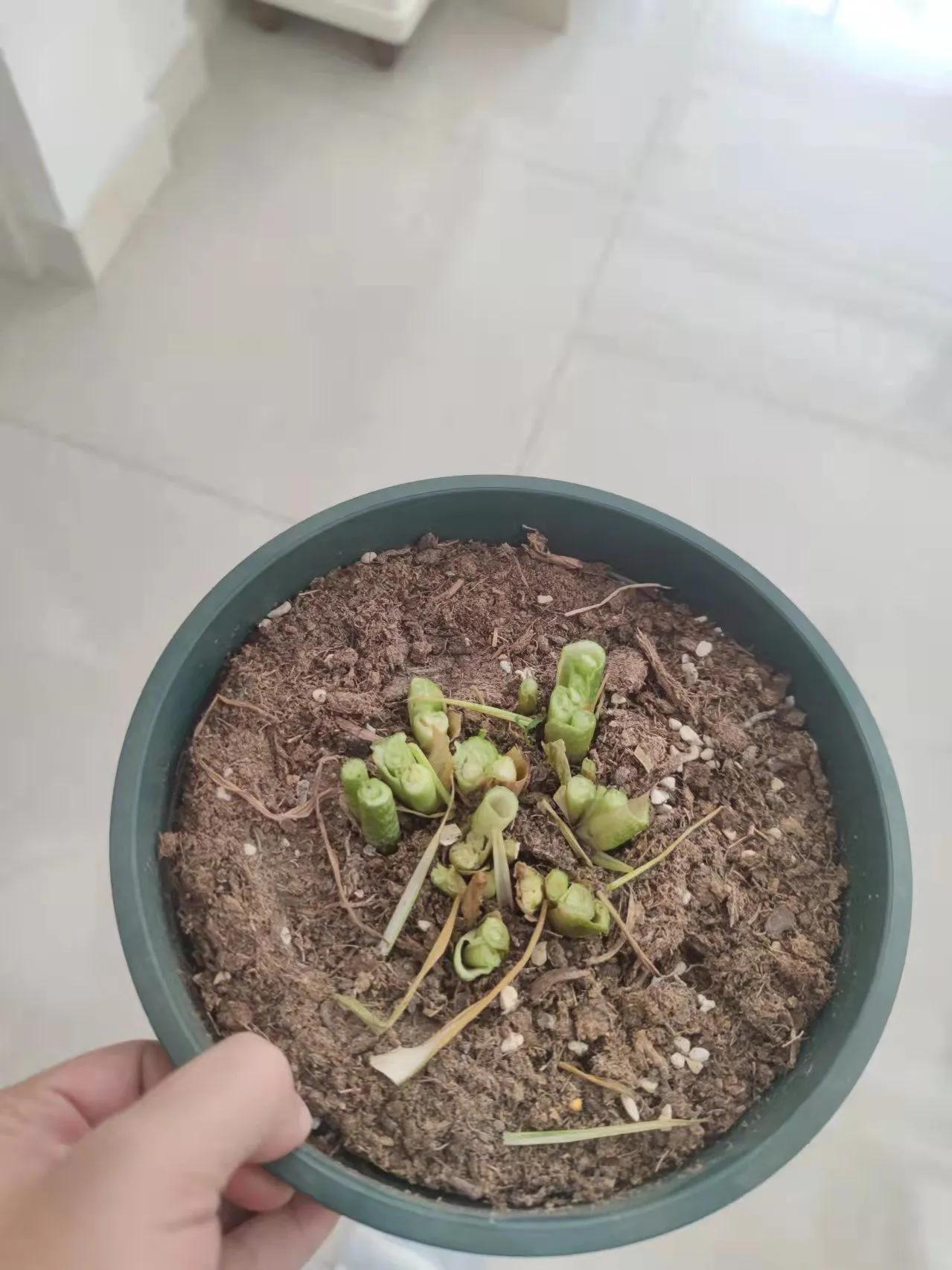 彩色马蹄莲易复花吗,马蹄莲的养护方法快速开花