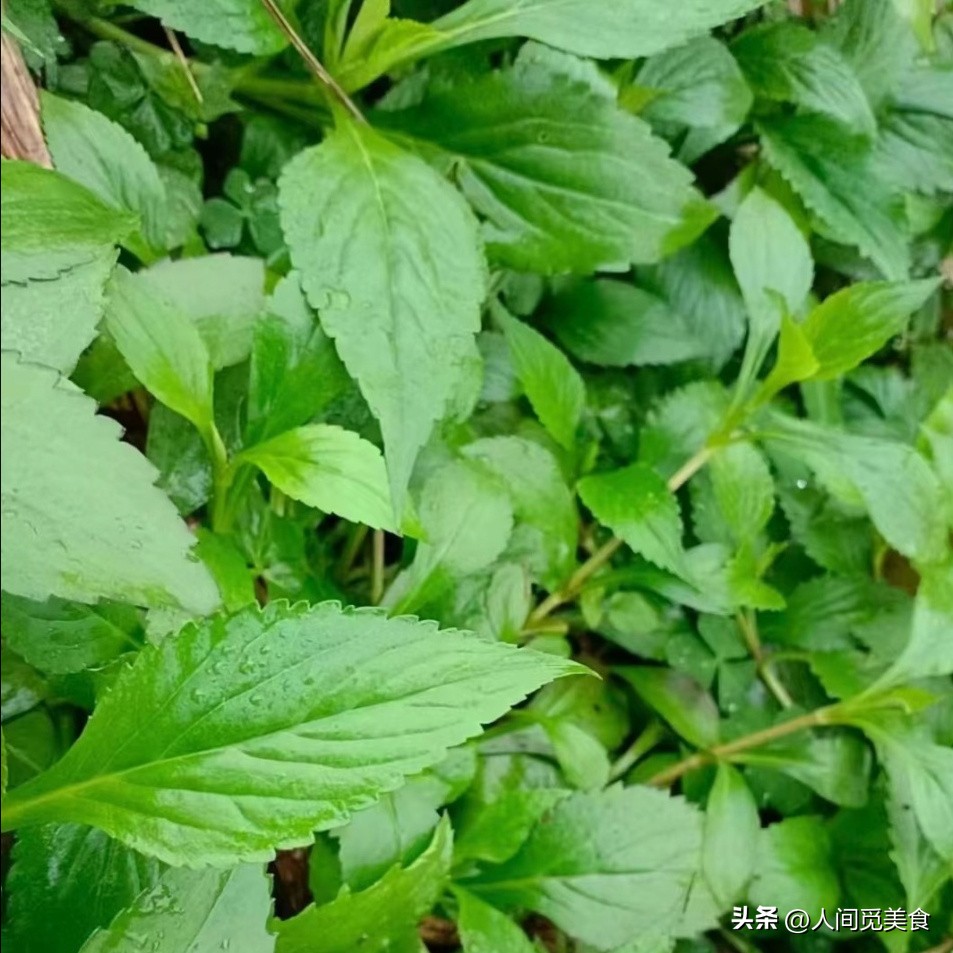 乡下奶奶寄来的菜，被孙媳妇直接扔垃圾桶了，网友：扔哪我去捡