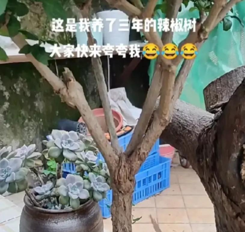 颠覆三观的物种,颠覆三观的蔬菜种植