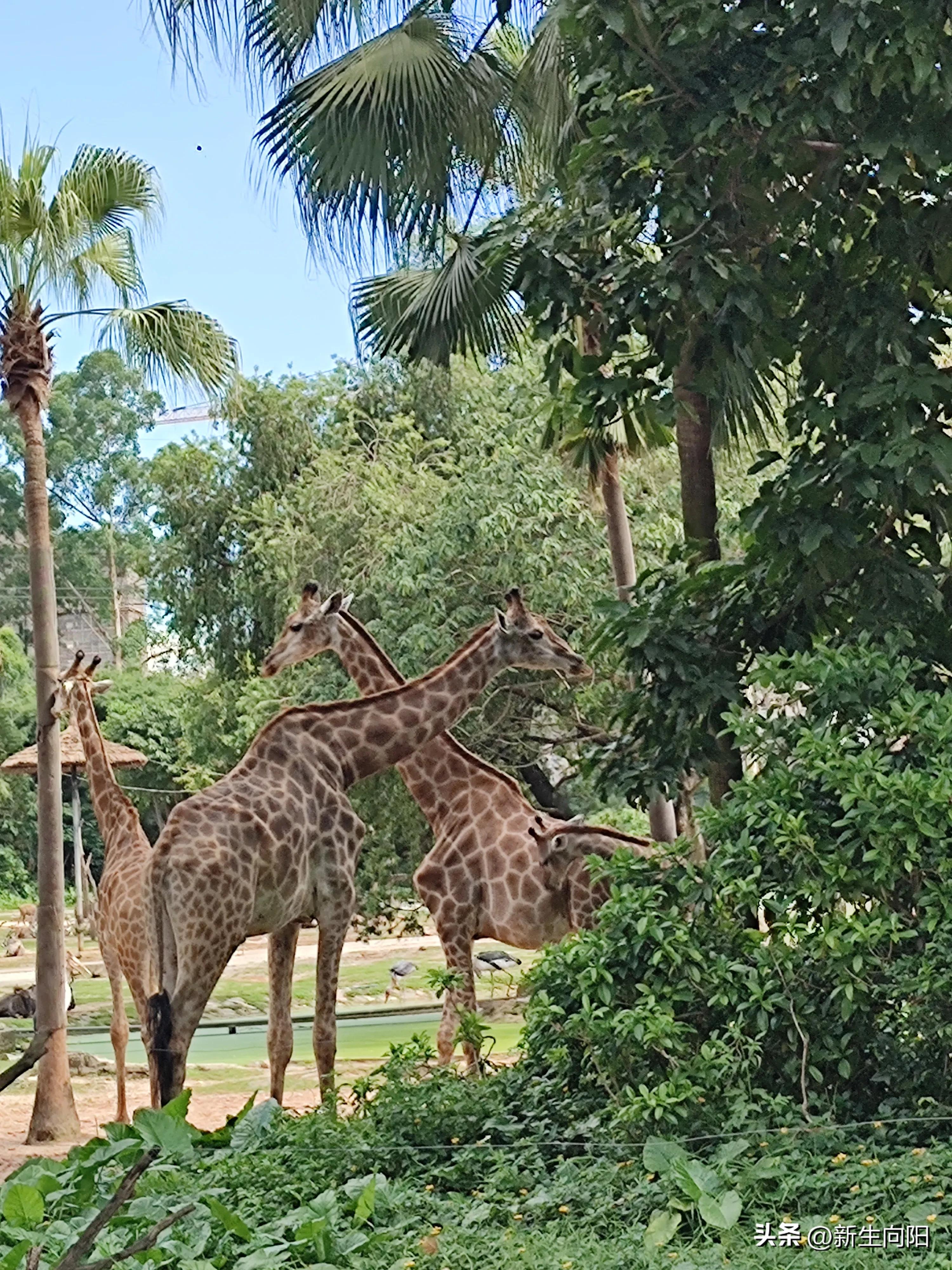 长隆野生动物园两大一小,长隆野生动物园一家三口