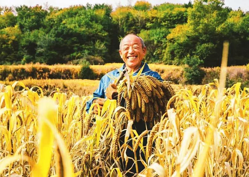 日本人租山东1500亩地赚钱了吗,日本人在山东租地1500亩闲置5年