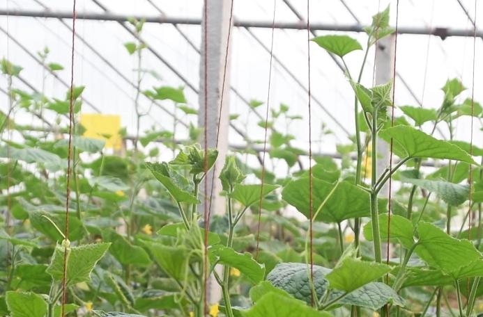 种蔬菜施鸡粪肥方法,蔬菜怎么施饼肥