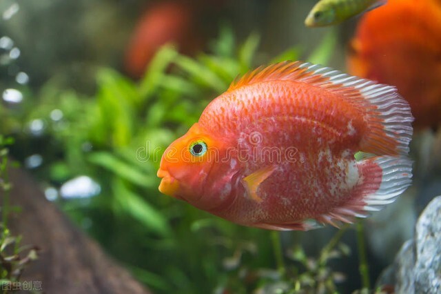 祝福朋友们虎年大吉年年发大财,虎年年年发大财