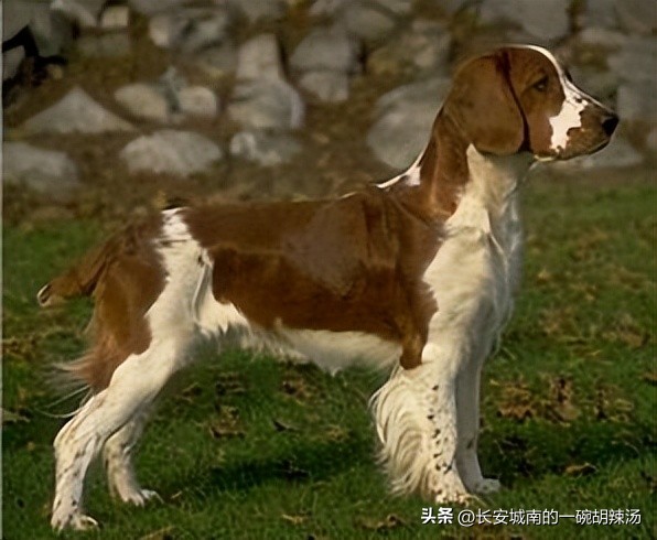 世界名犬狗狗品种大全,世界名犬下司犬排名