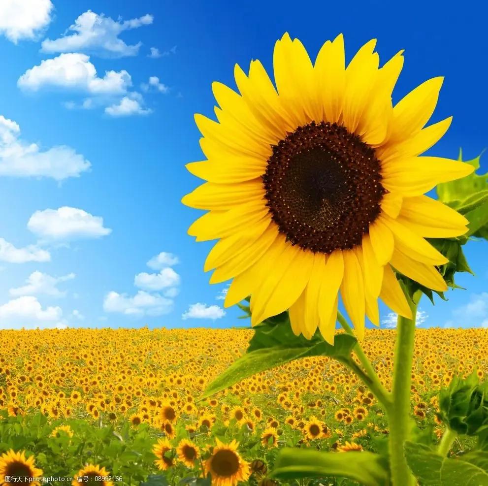 哪种花的花语适合送自己,什么花适合送朋友花语是什么