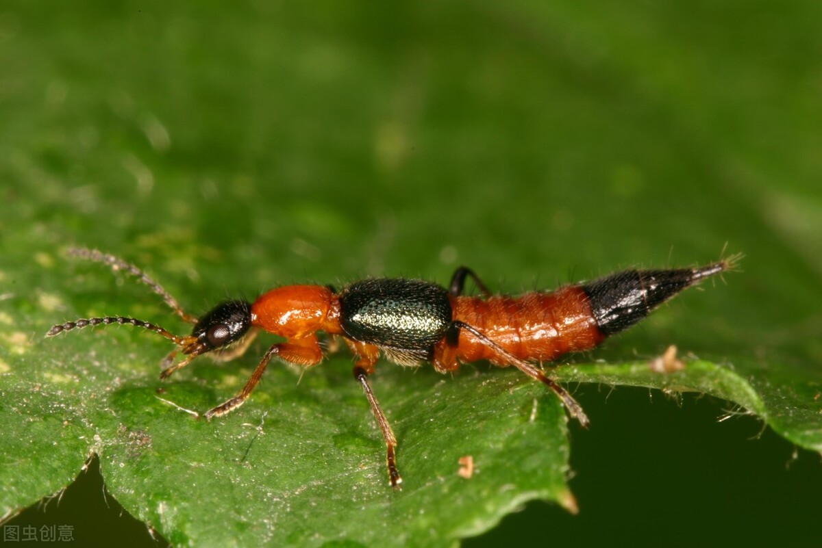 野外活动用什么药防蚊子,夏天户外出游要警惕这种虫子