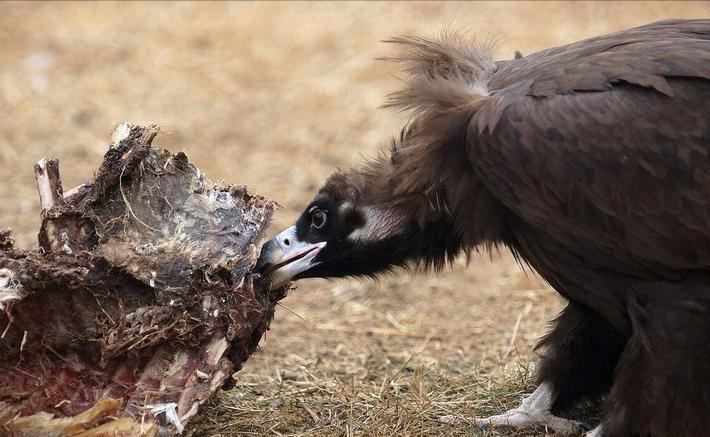 河北出现大鸟喜鹊追随,河北上空惊现大鸟原视频