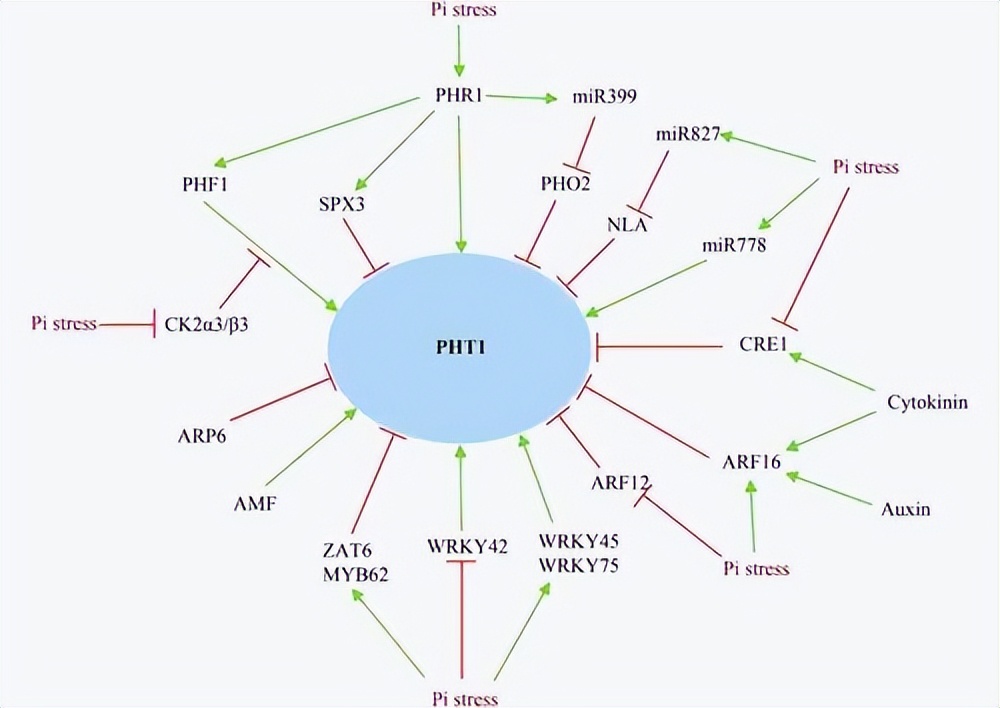 鑺辩敓鍩哄洜绐佸彉,鑺辩敓鎶楁棻鍩哄洜