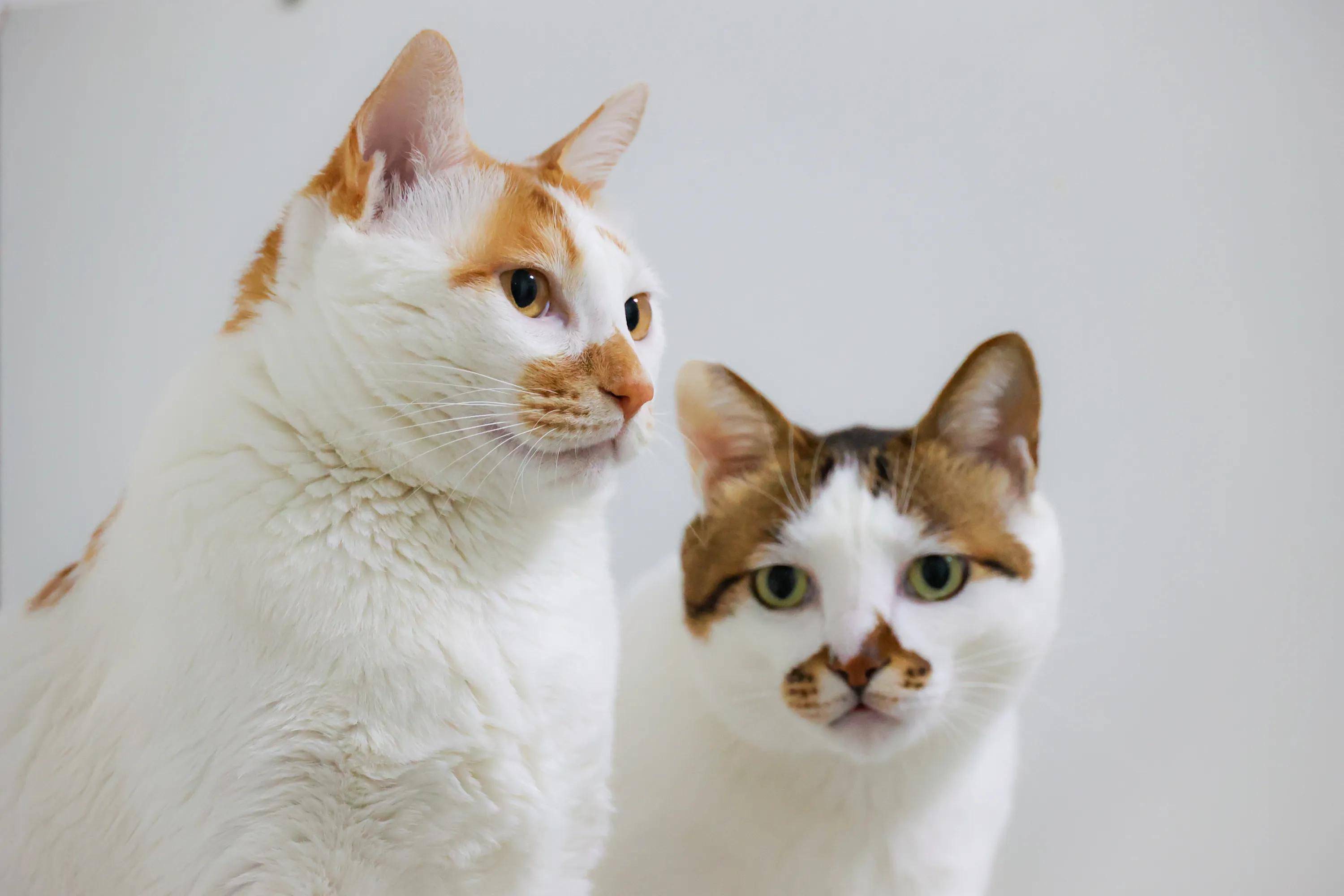 猫没精神总睡觉鼻子干,猫流口水鼻子干怎么治疗