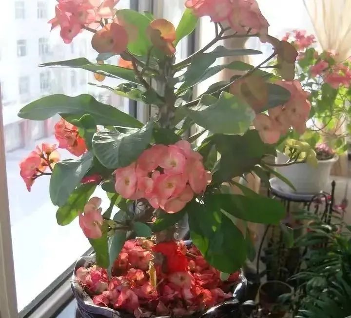 十种最毒的盆栽花,十种最毒的花不能在室内养