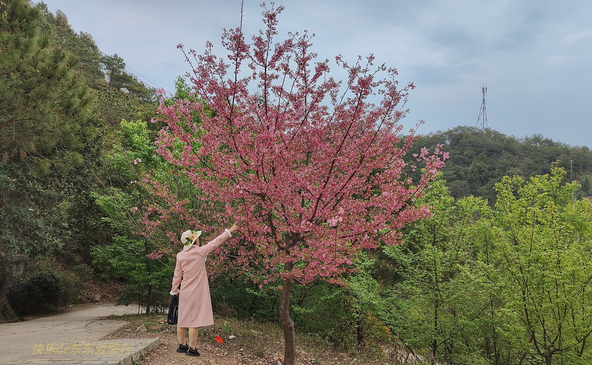 大家纷纷出去赏樱花，我却和老婆偷偷去山里看松树花，收获如何？