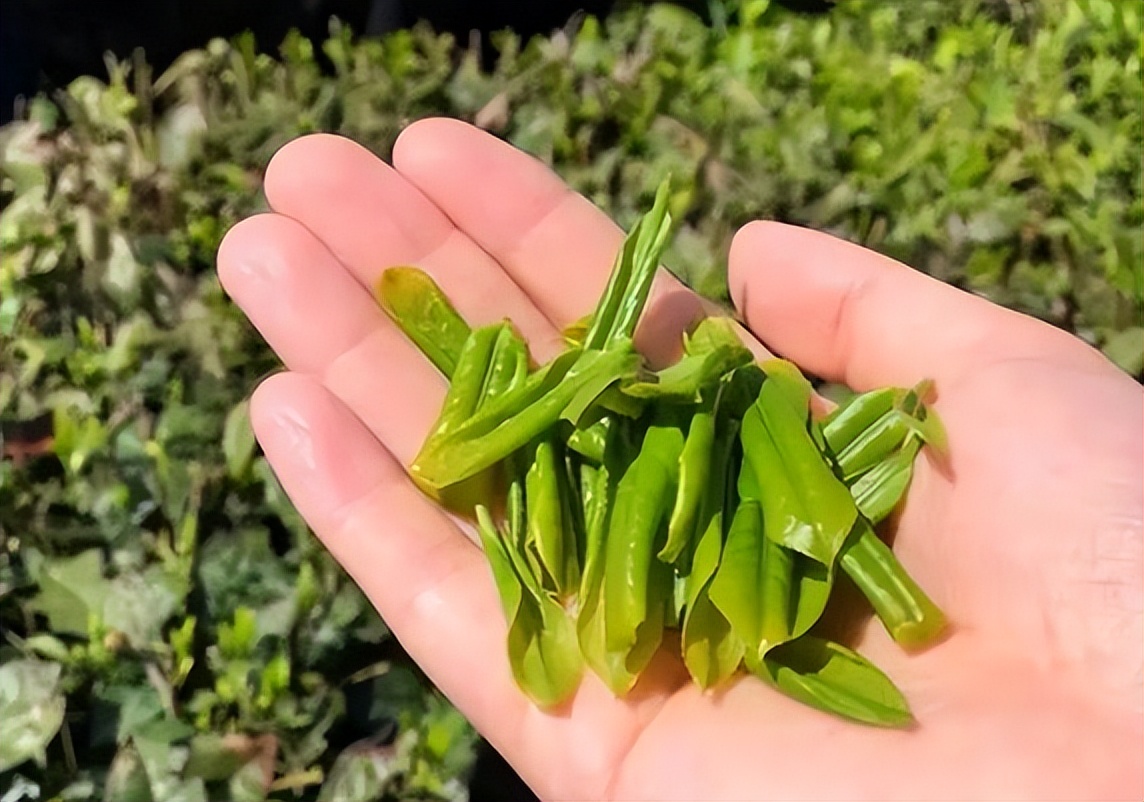 世界上唯一的绿茶六安瓜片,中国有名的茶叶六安瓜片