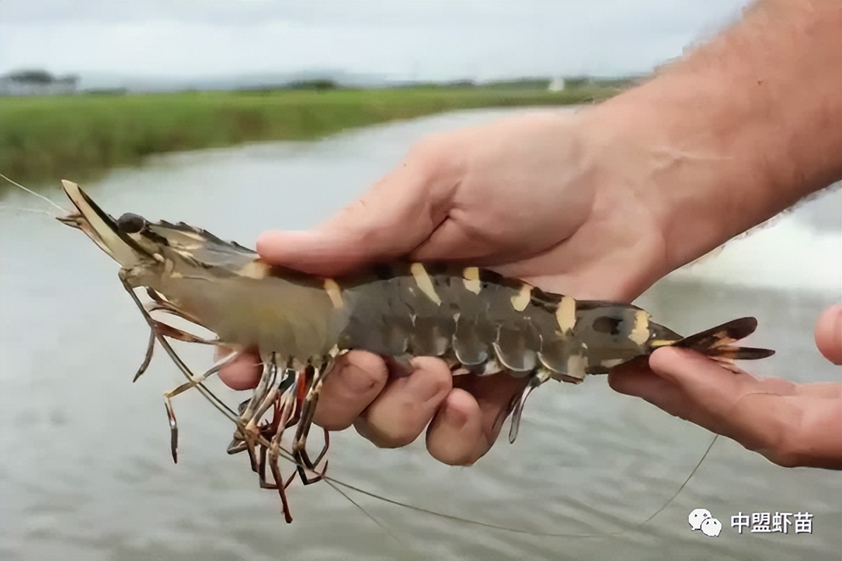 什么是螺旋藻？虾池添加螺旋藻的好处有哪些？养殖高手跟你揭露！