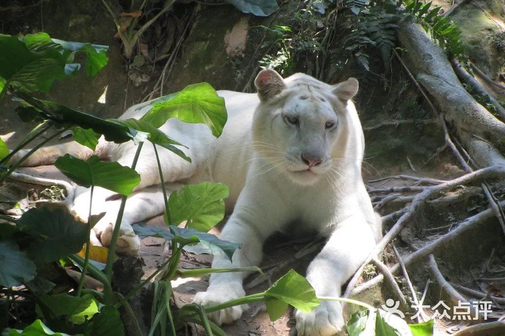 广州长隆野生动物世界有大象吗,广州长隆野生动物世界有多少动物