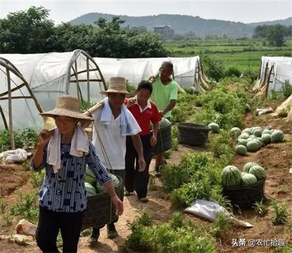 淡季意外走红，市场一斤卖上6元，商贩看好再涨，果农：太疯狂了