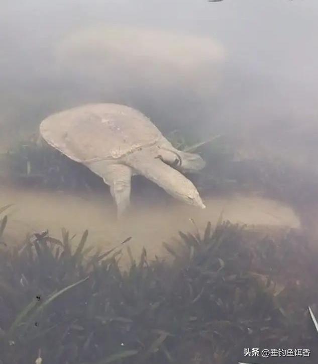 梅溪湖现几十斤巨鳖,46斤百年巨鳖被发现