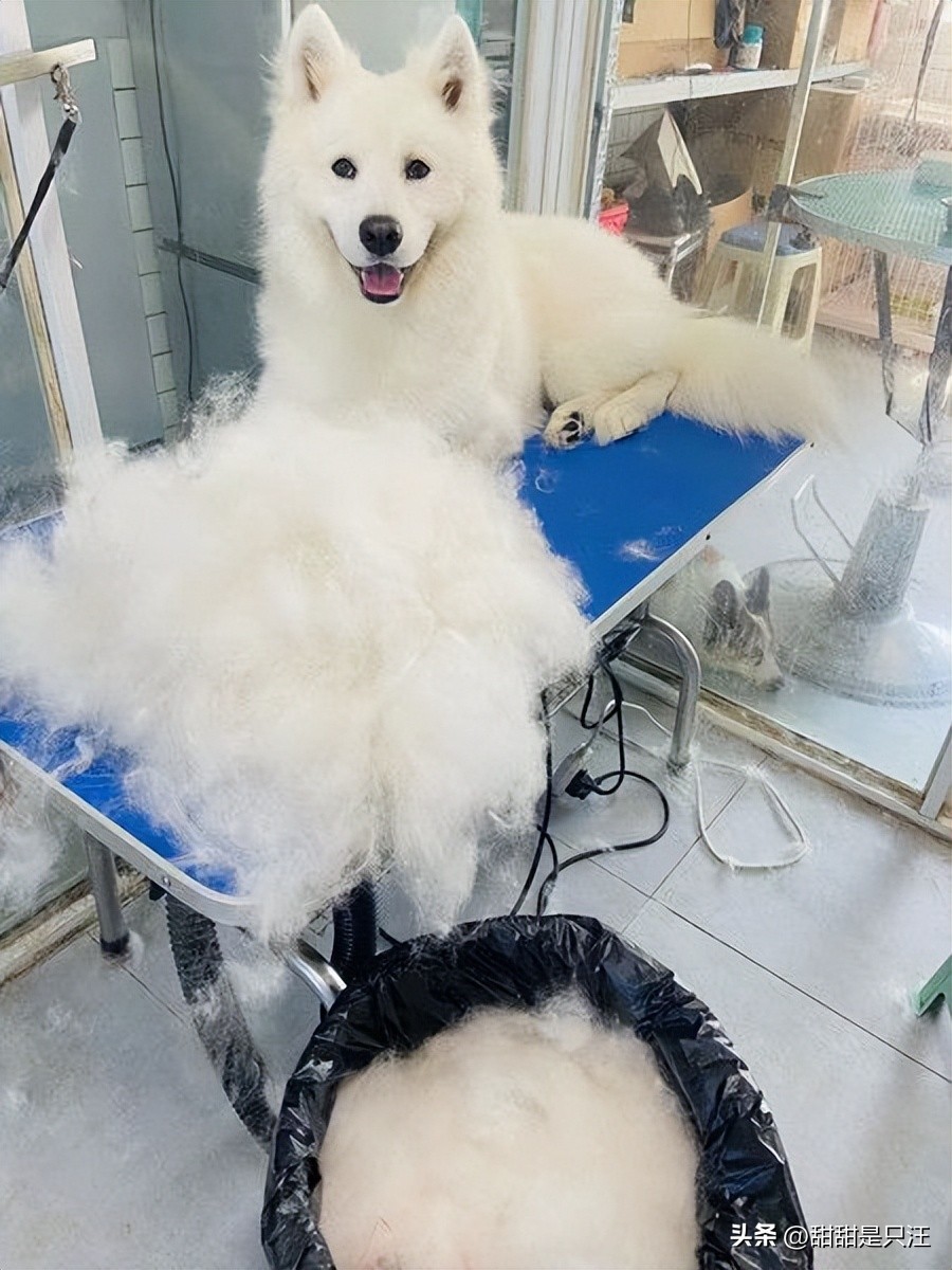 狗狗中暑的最佳治疗方法,狗狗中暑怎么缓解最快方法图片