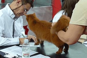 欢乐网图：手机带了但快没电了，又要用也没法充电，那才叫难受呢