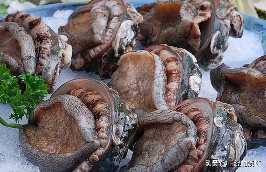 鲍鱼分布在哪里,鲍鱼由哪些部分组成的