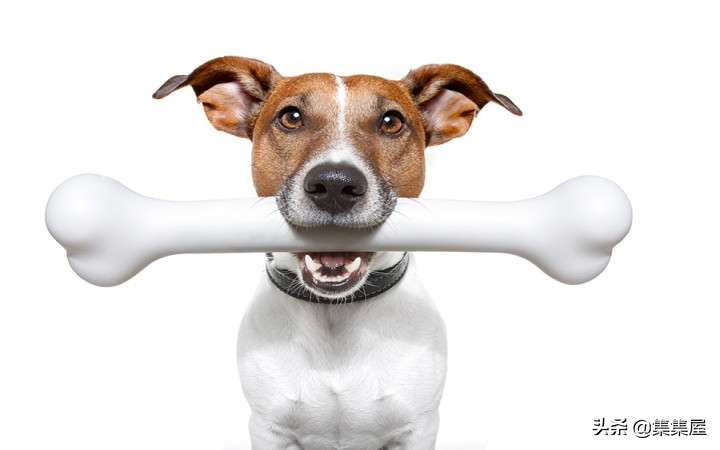 狗狗便便次数太多是什么原因,狗狗大便次数多了是怎么回事