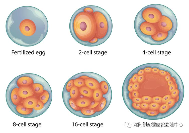 试管婴儿失败是流产吗,试管精子和卵子不能自然结合原因