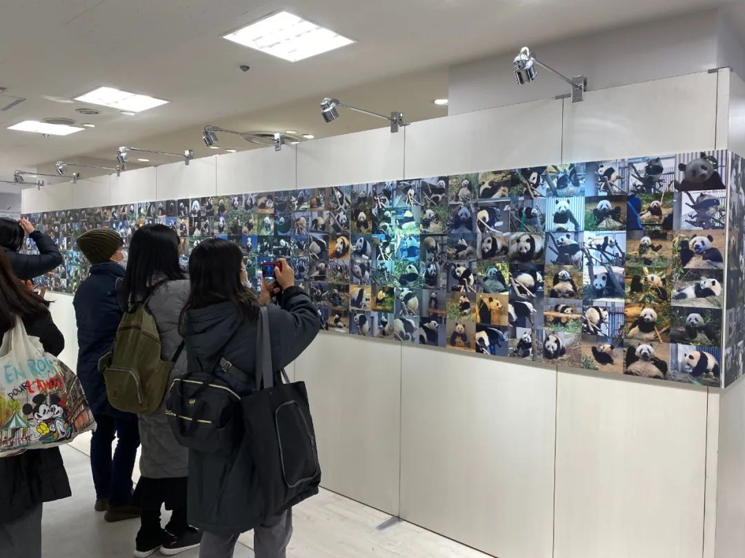 大熊猫香香将启程回国,大熊猫香香最后一天在日本见游客