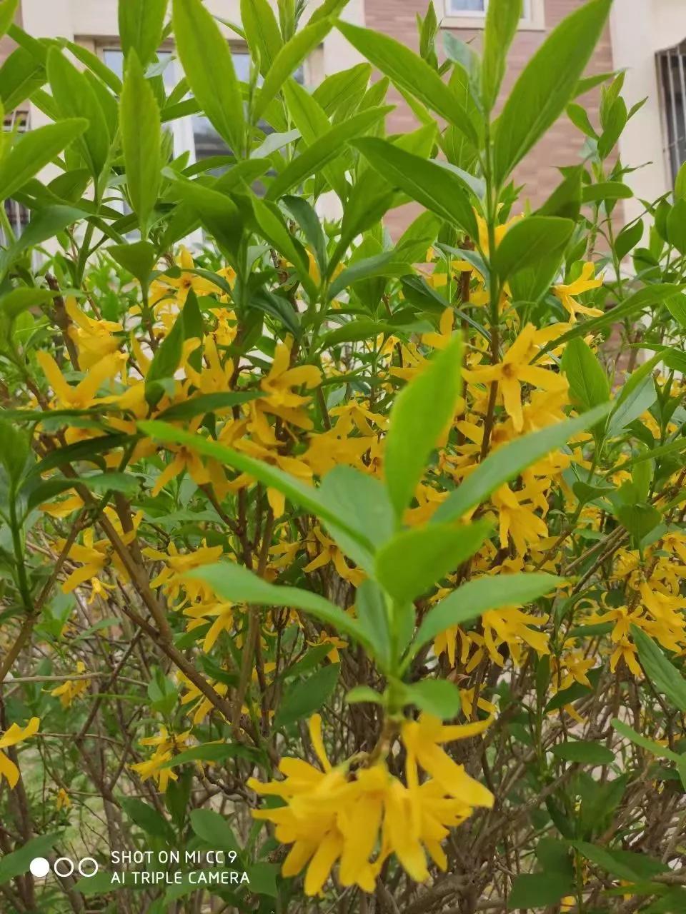 原创微型散文诗：乐与春天合影爱与快乐同行