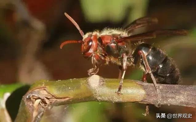 世界上五大最厉害的蜂,世界上最强的蜜蜂排行